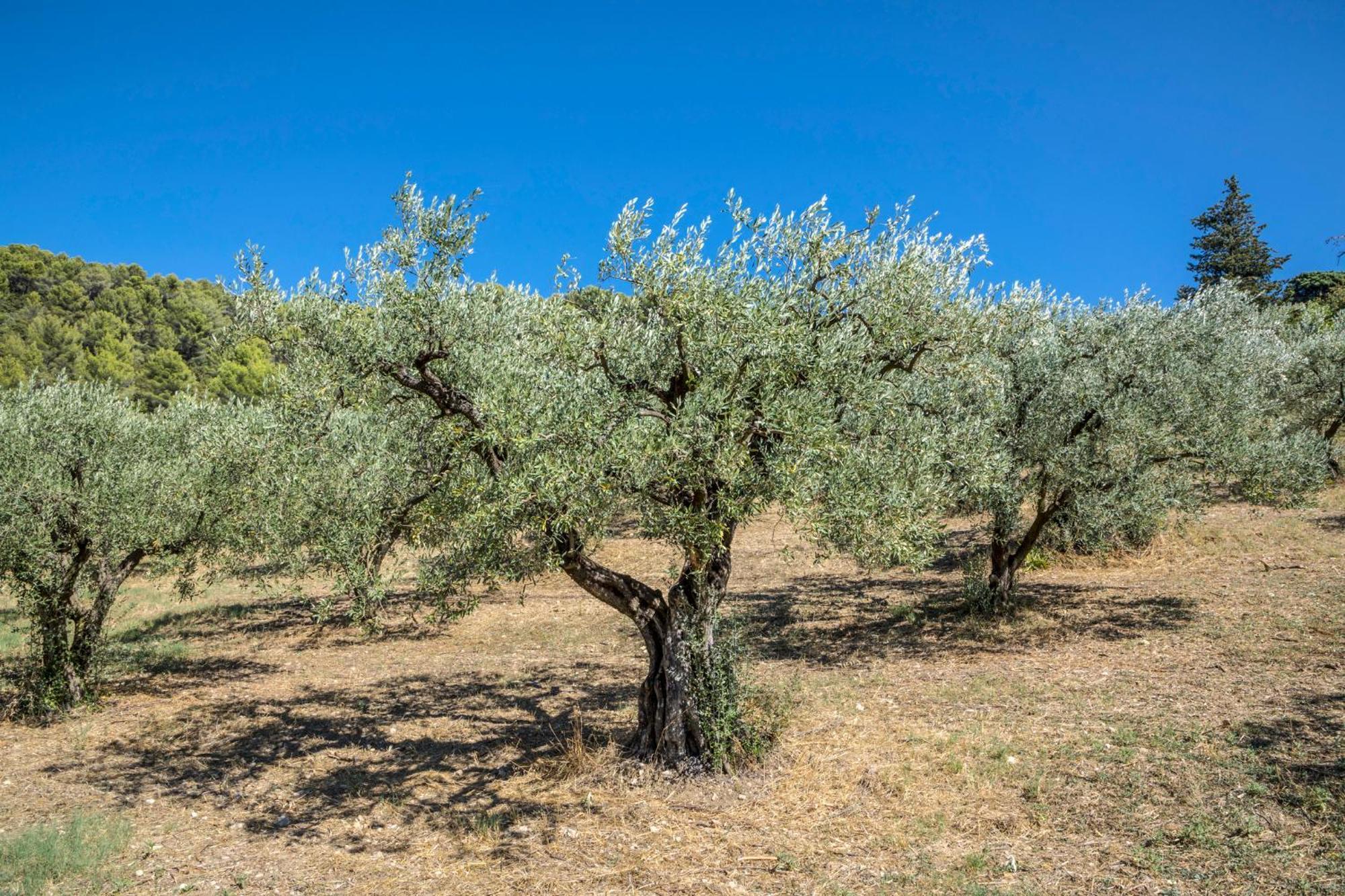 Maison Tendance Avec Jardin, Centre Village, Alpilles, Familles Eyragues Екстер'єр фото
